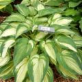 Hosta Ghost Spirit