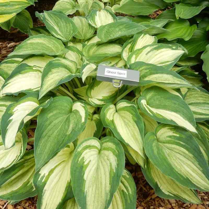 Hosta ‘Ghost Spirit’