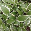 Hosta Ginko Craig