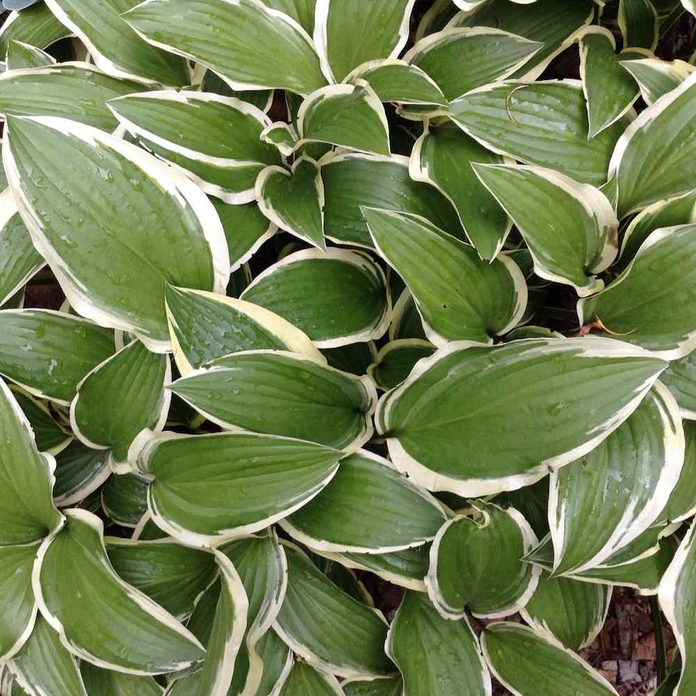 Hosta ‘Ginko Craig’