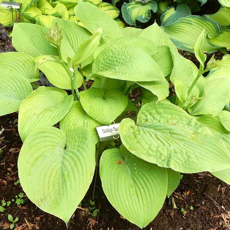 Hosta ‘Golden Scepter’