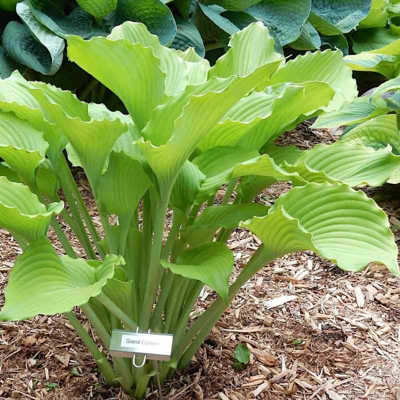 Hosta ‘Gran Canyon’