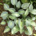 Hosta Grand Marquee