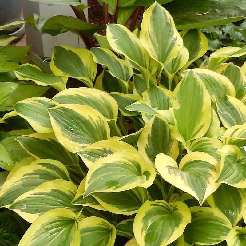 Hosta Grand Prize