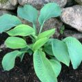 Hosta Gray Cole