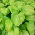 Hosta Guacamole