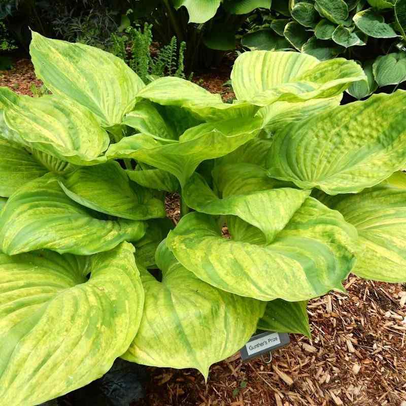 Hosta ‘Gunther’s Prize’