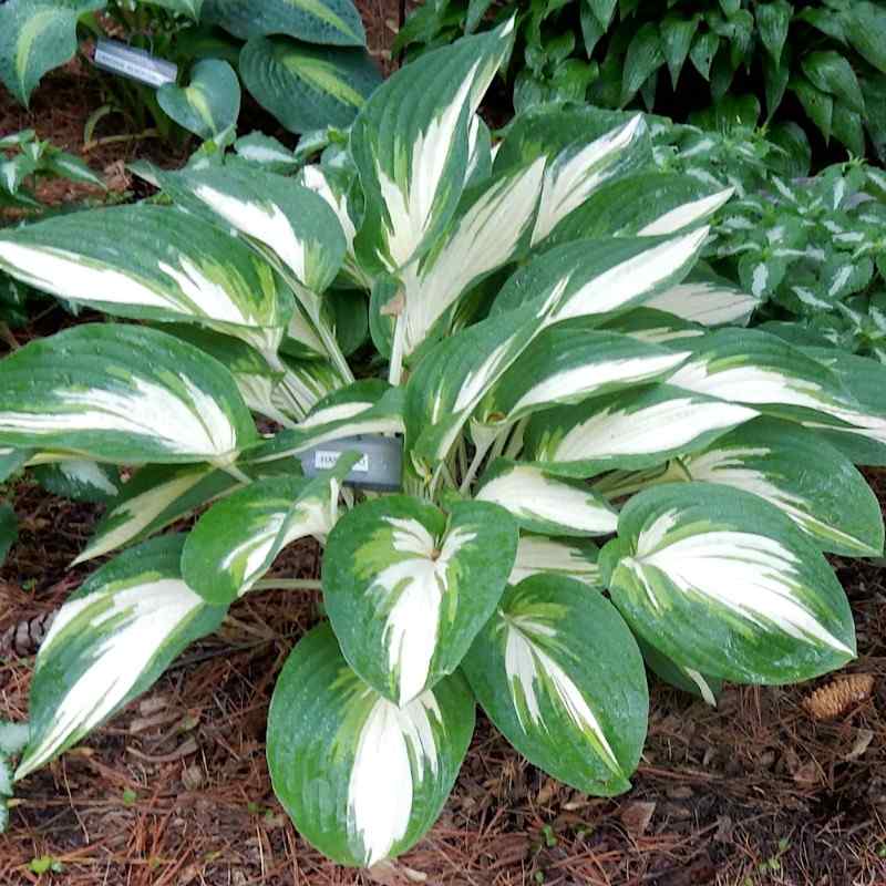 Hosta ‘Hakumuo’