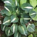 Hosta Half and Half