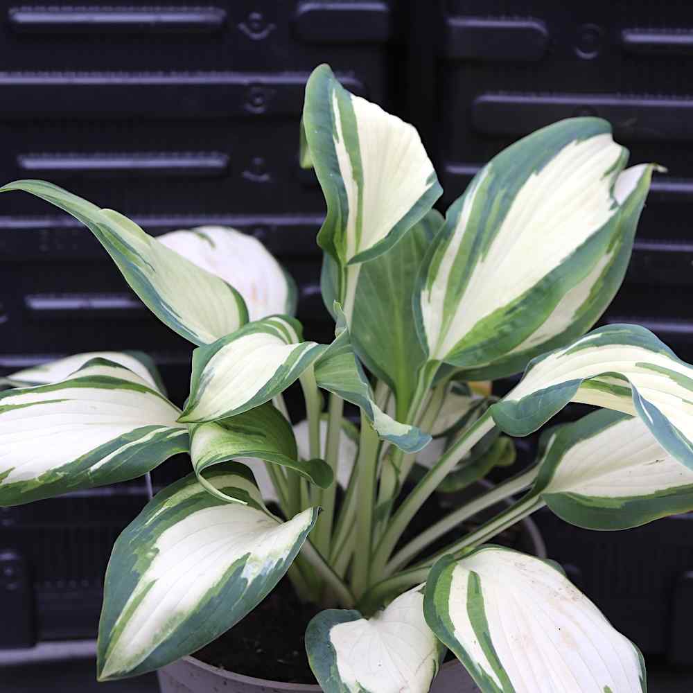 Hosta Hans