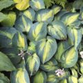 Hosta Heat Wave