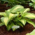 Hosta Hollywood Lights