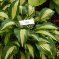 Hosta Hot Lips