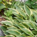 Hosta Hush Puppie