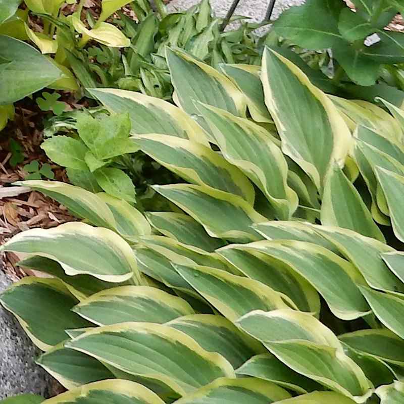 Hosta Hush Puppie