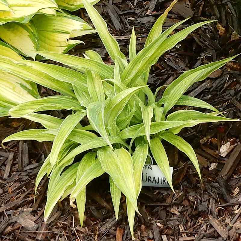 Hosta ‘Hyuga Urajiro’