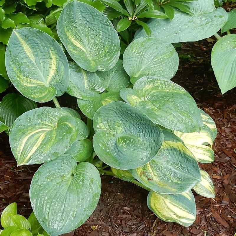 Hosta ‘Ice Age Trails’