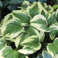 Hosta Ice Follies