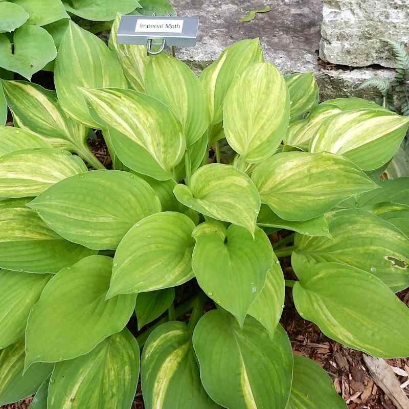 Hosta ‘Imperial Moth’