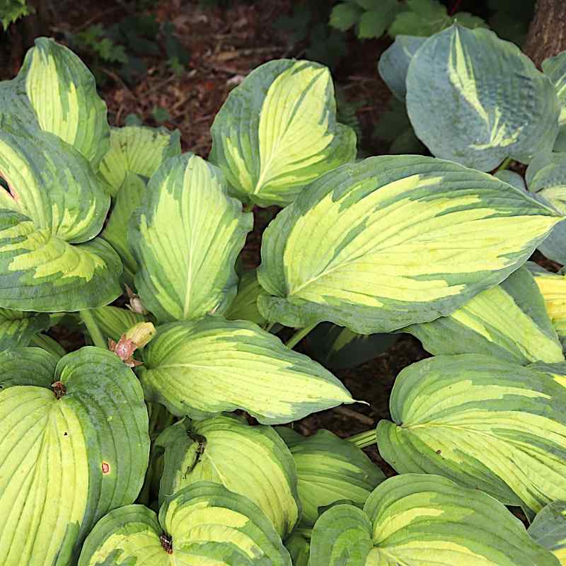 Hosta ‘Imperial Palace’