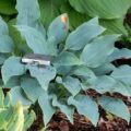 Hosta Indigo
