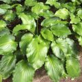 Hosta Irish Luck