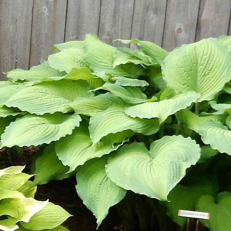 Hosta ‘Journey’s End’