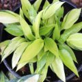 Hosta June Fever