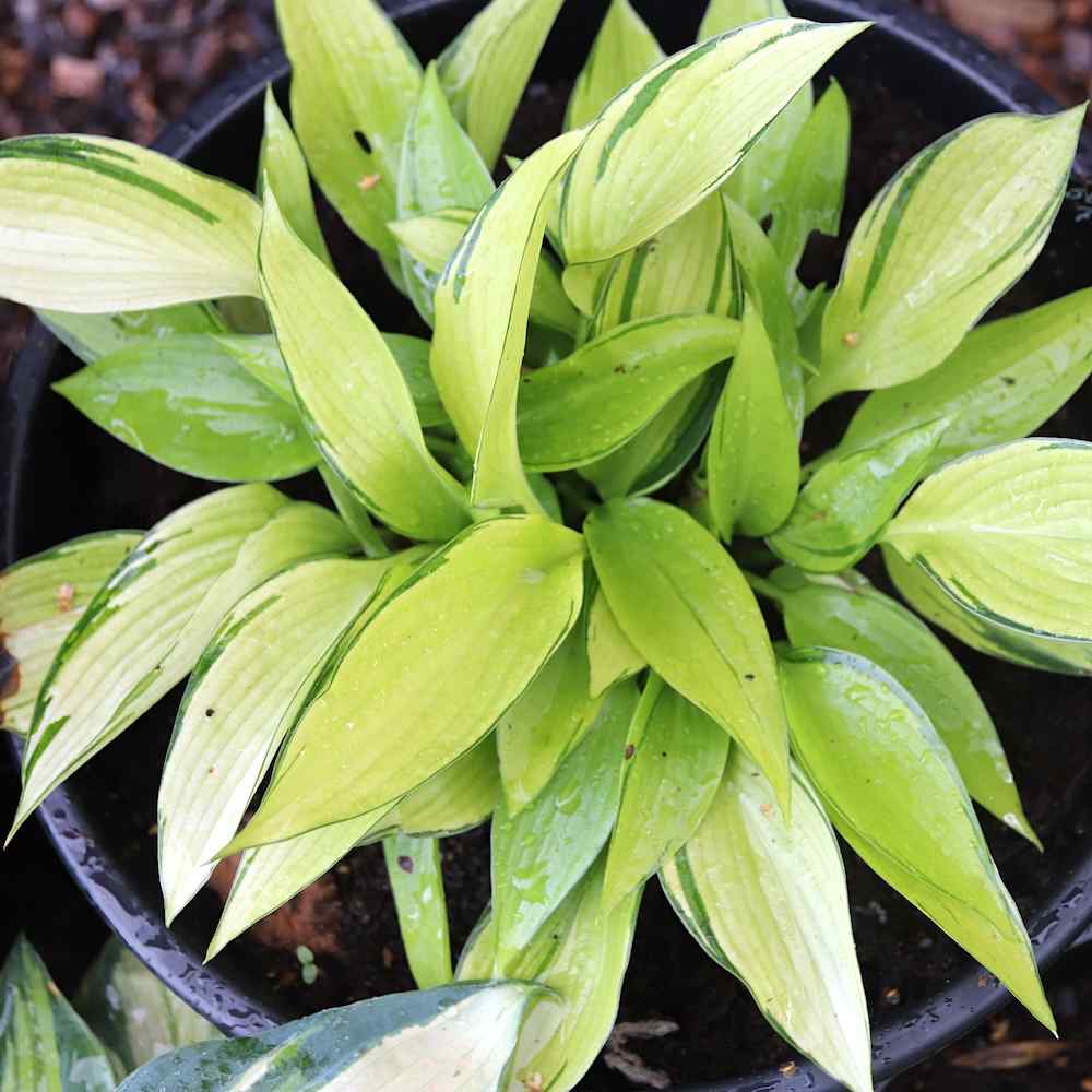 Hosta June Fever