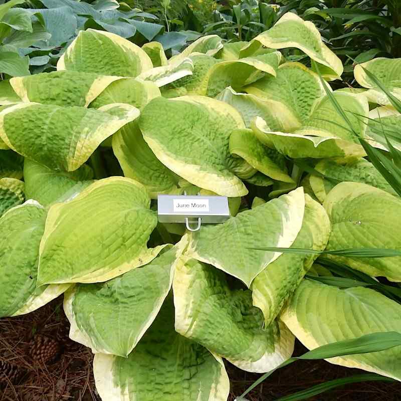 Hosta ‘June Moon’