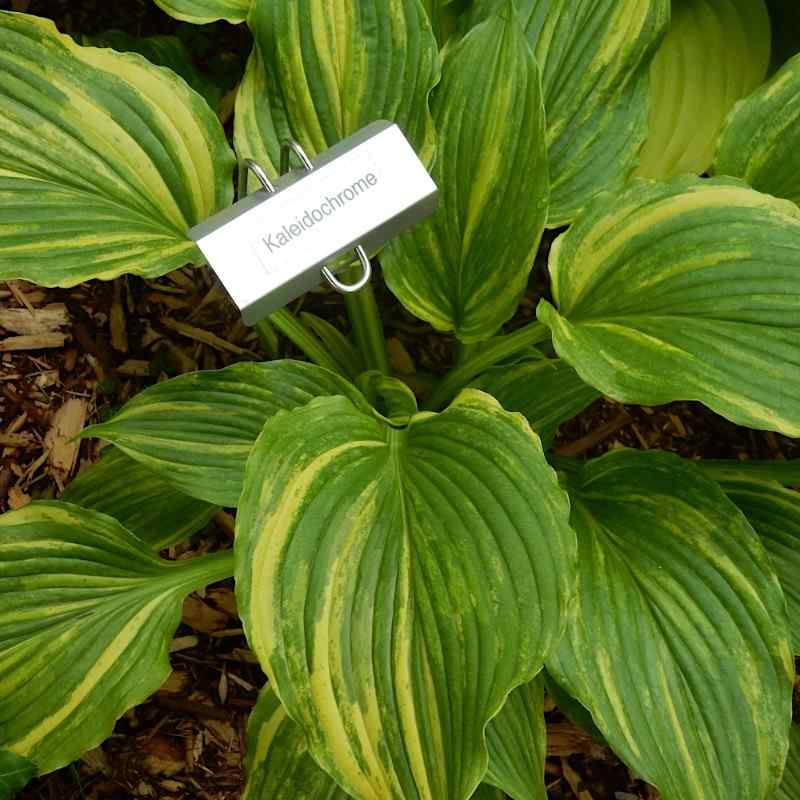 Hosta ‘Kaleidochrome’