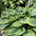 Hosta Key Lime Pie
