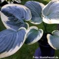 Hosta Knockout