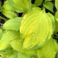 Hosta Lady Guinevere