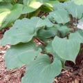 Hosta Lady in Red