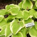 Hosta Lakeside April Snow