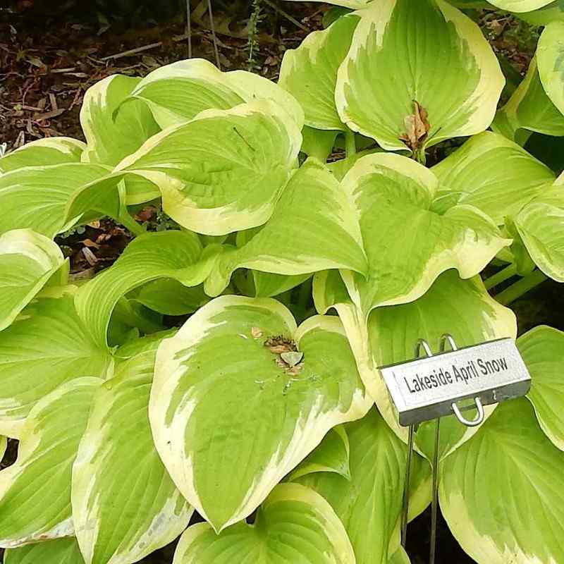 Hosta ‘Lakeside April Snow’