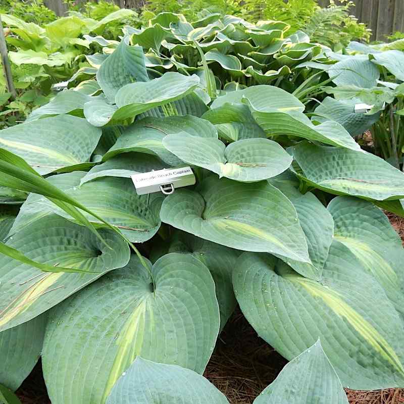 Hosta ‘Lakeside Beach Captain’