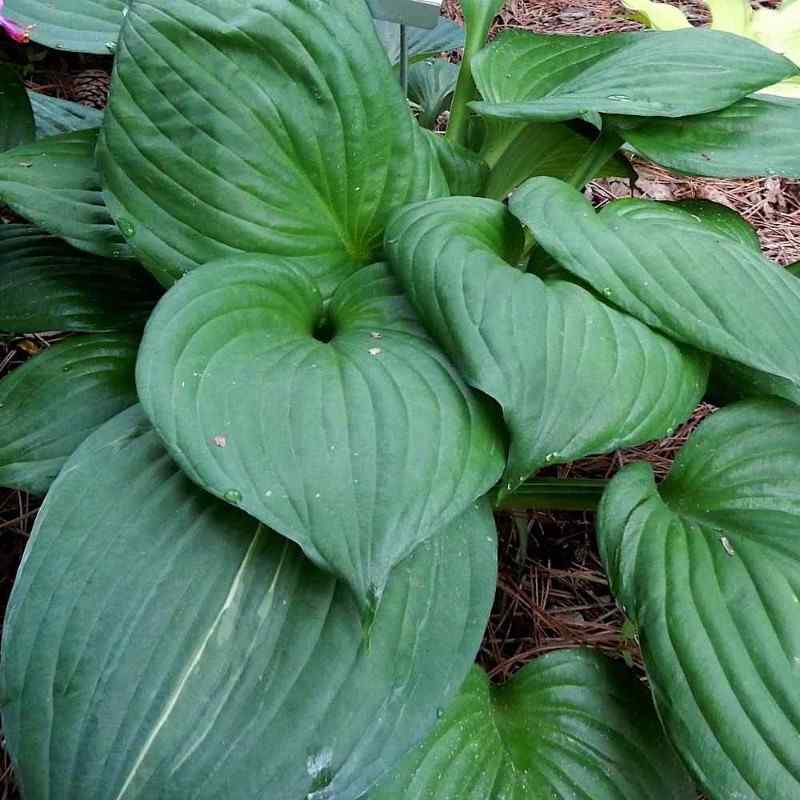 Hosta ‘Lakeside Black Satin’