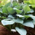 Hosta Lakeside Blue Jeans