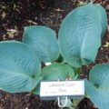 Hosta Lakeside Color Blue