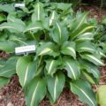 Hosta Lakeside Dividing Line