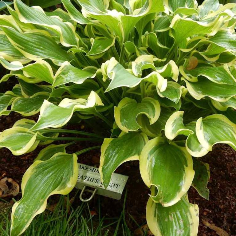 Hosta Lakeside Feather Light