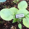 Hosta Lakeside Frosted Mint