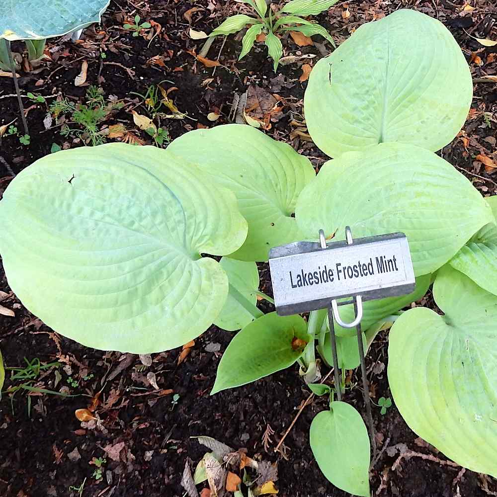 Hosta ‘Frosted Mint’
