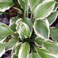 Hosta Lakeside Kaleidoscope