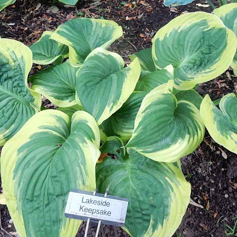 Hosta ‘Lakeside Keepsake’