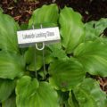 Hosta Lakeside Looking Glass