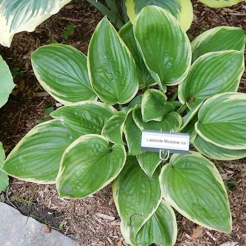 Hosta ‘Lakeside Meadow Ice’