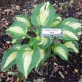 Hosta Lakeside Meter Maid